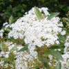 Olearia cheesemanii